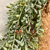 Ataahua Rose Gold Drop Native Birds In Circle