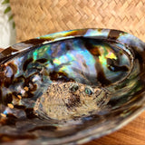 Ataahua Tear Drop Paua Stud Earring